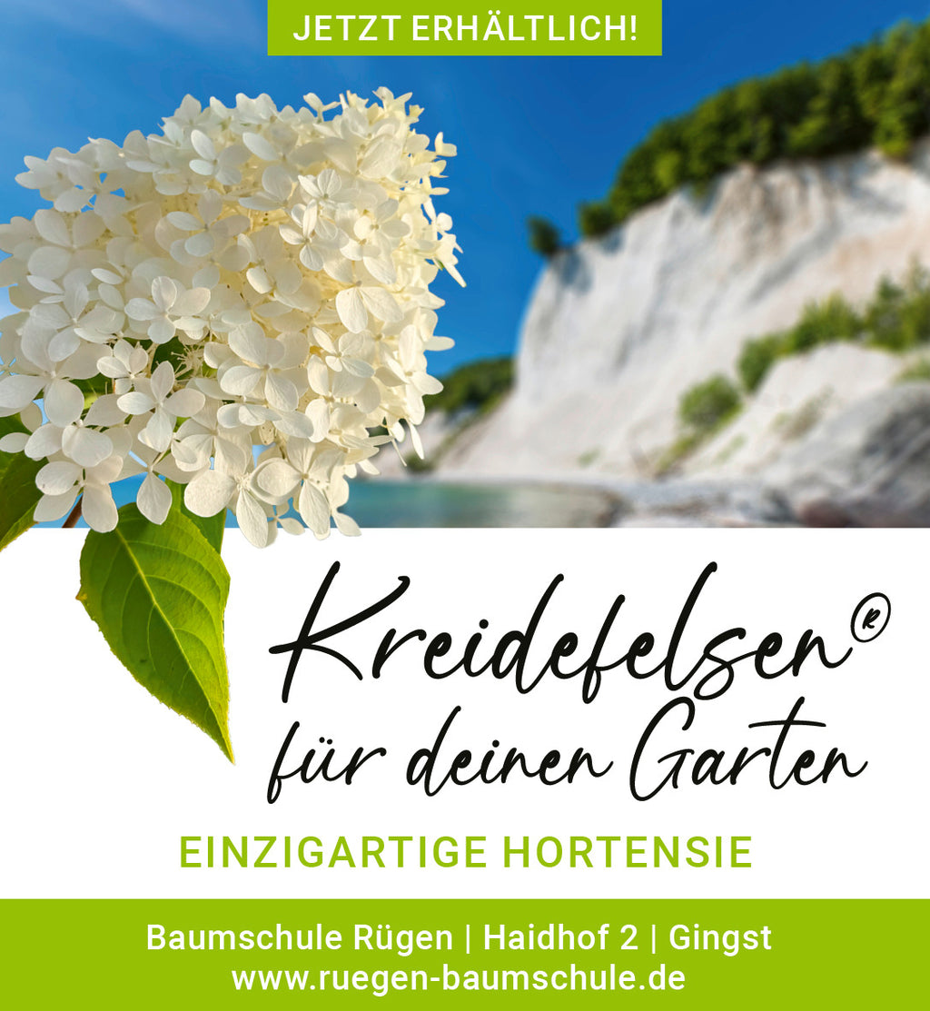 Kreidefelsen-Hortensie
