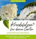Kreidefelsen-Hortensie
