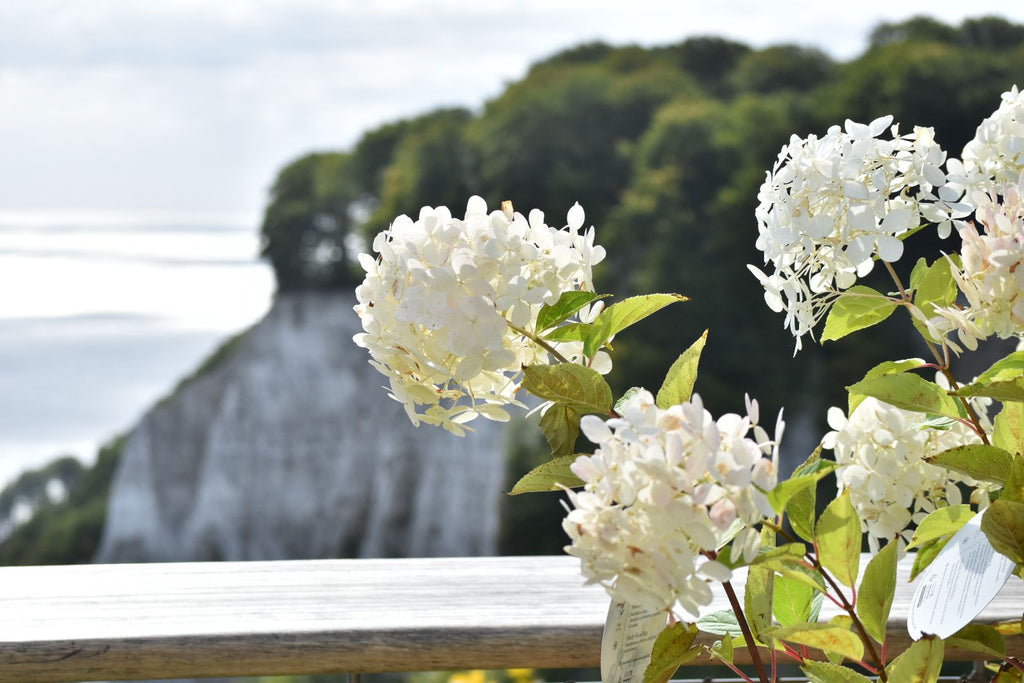 Kreidefelsen-Hortensie