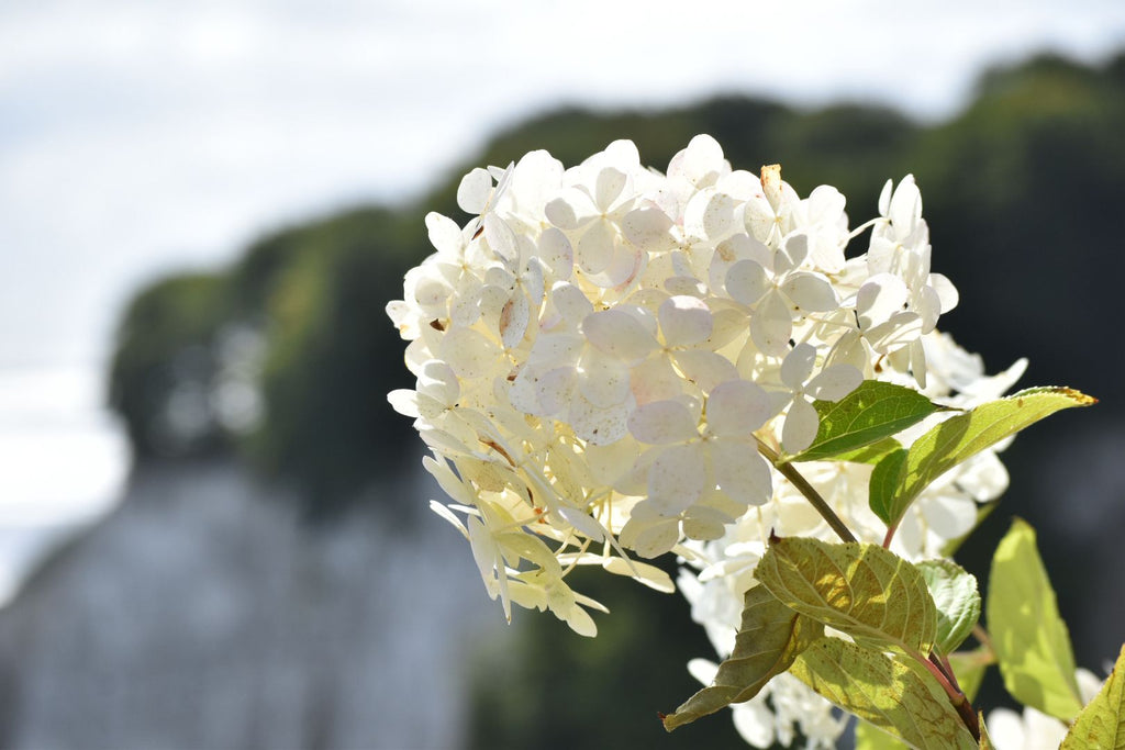 Kreidefelsen-Hortensie